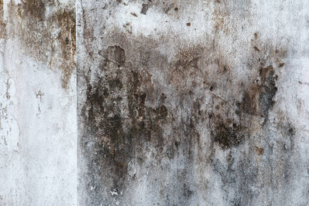 Best Crawl Space Mold Remediation  in Ennis, TX